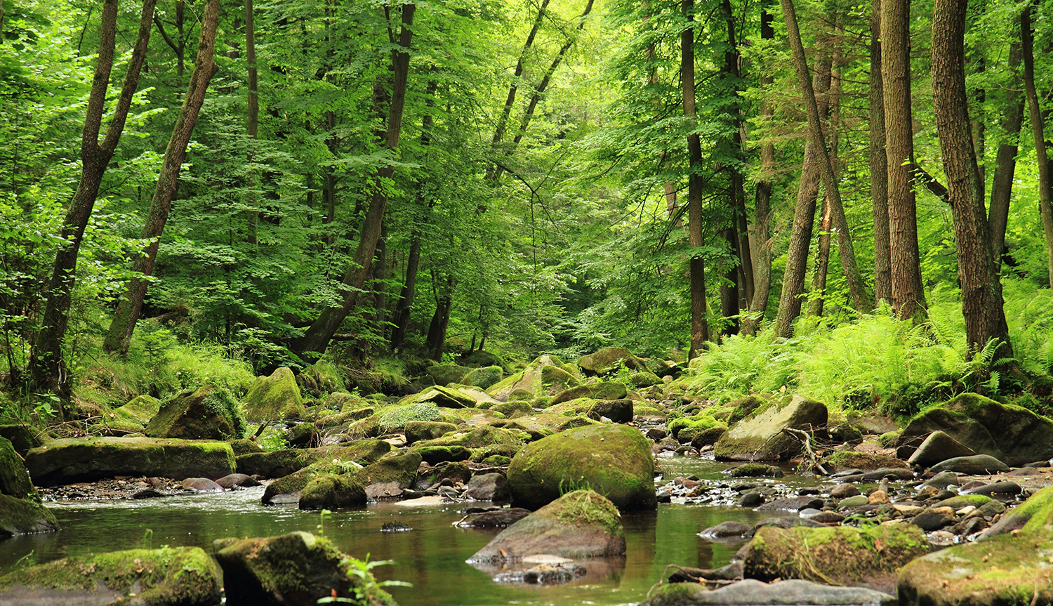 Mountain Forest
